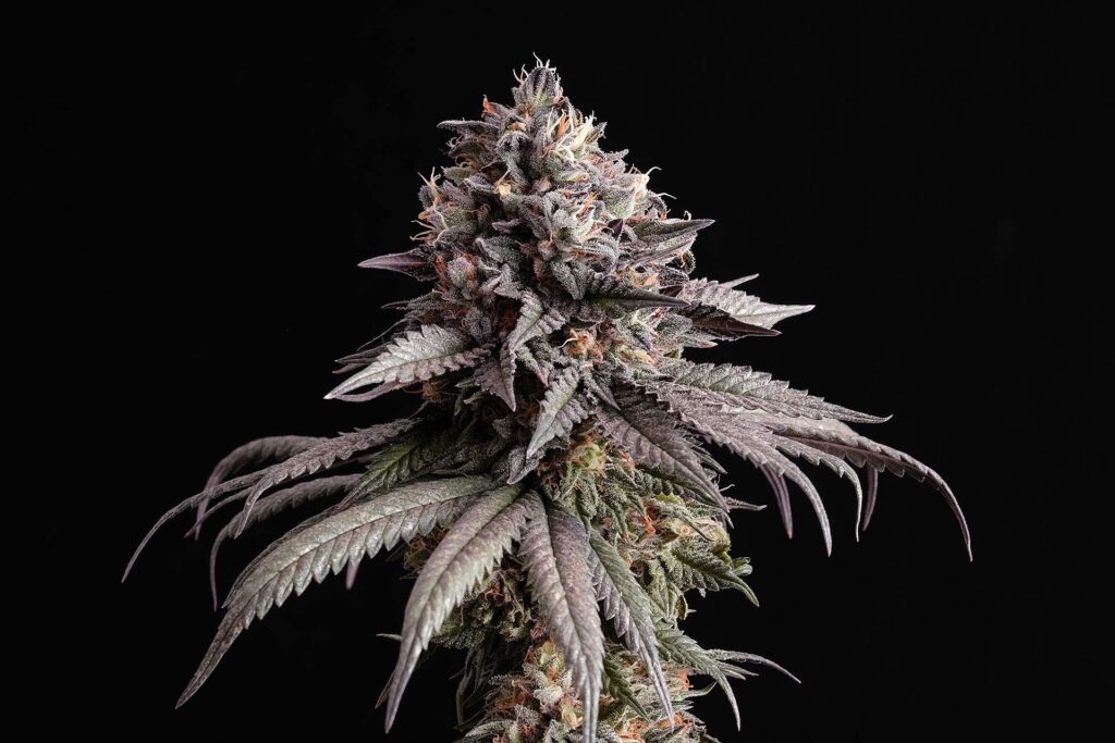 GELATO-K - Sativa - Kannabia - WWW.SEEDS-BANK.CZ JIHLAVA